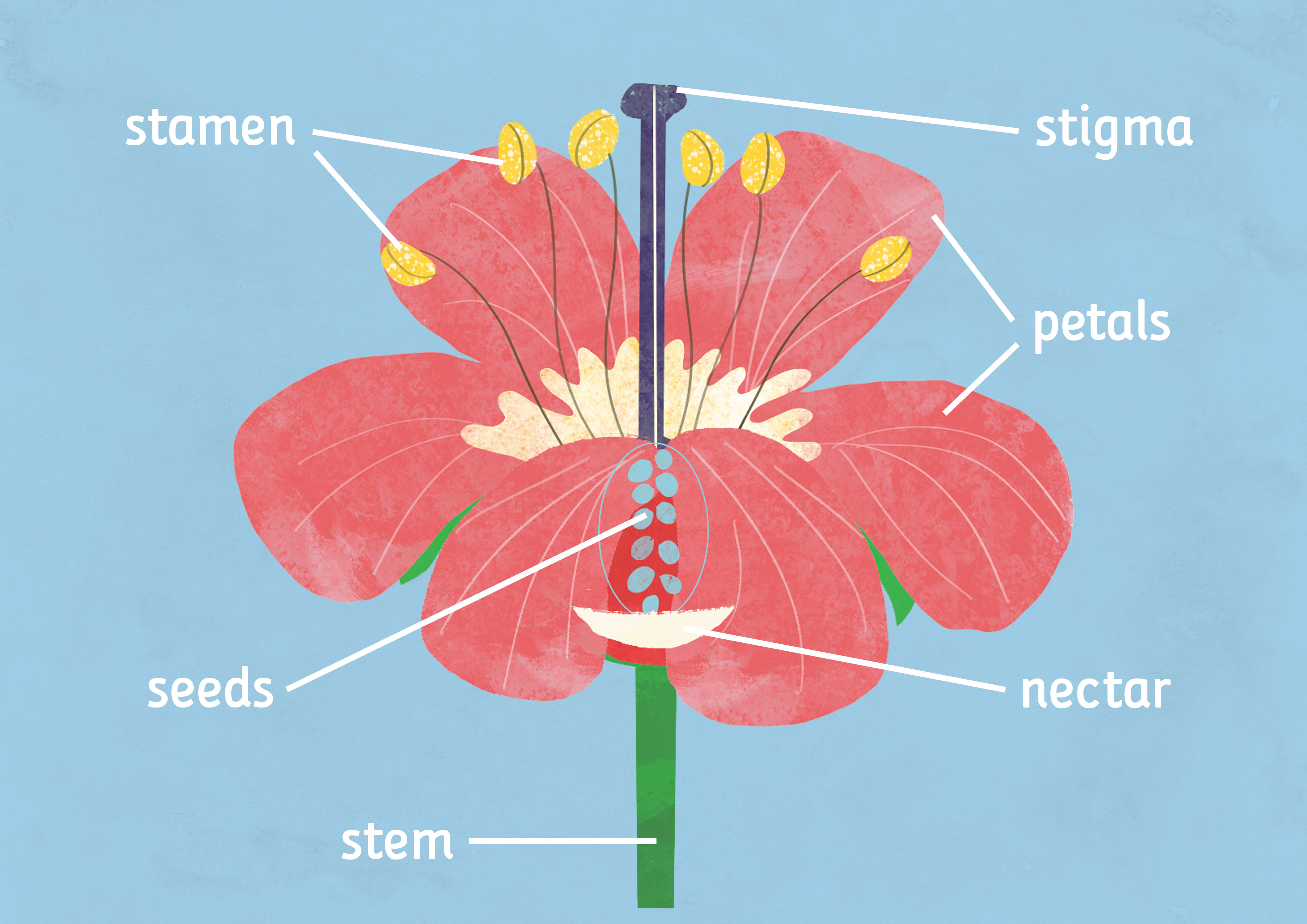 KS1 Science Plants How do plants make new plants? BBC Teach