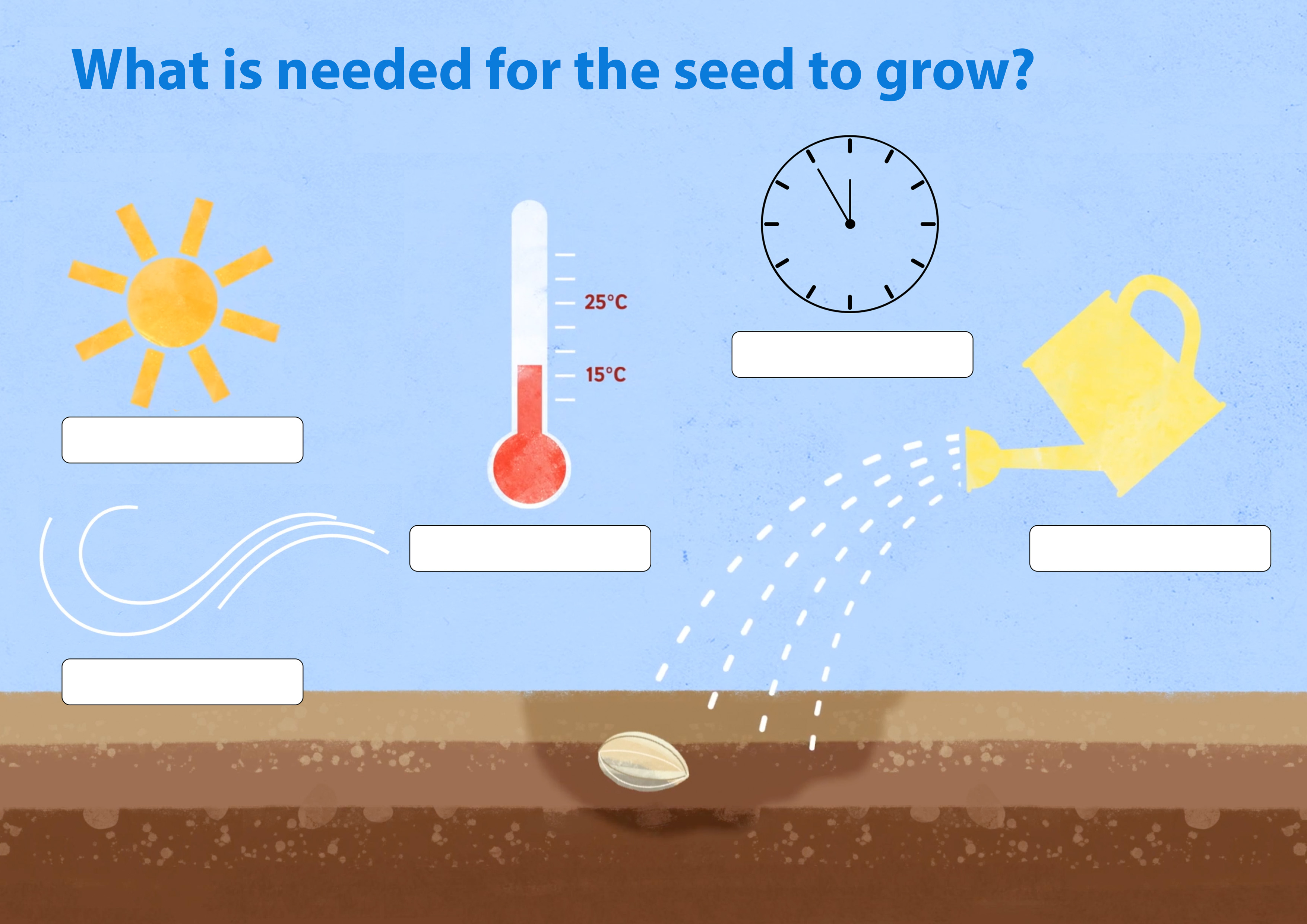 KS1 Science Plants How do plants grow? BBC Teach